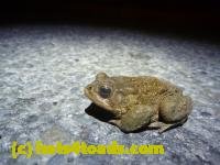 /home//u458753944/public_html/sourcegallery//////Roxborough Toad Detour/2013-2019/2013/2013-04-09/P1120054.JPG